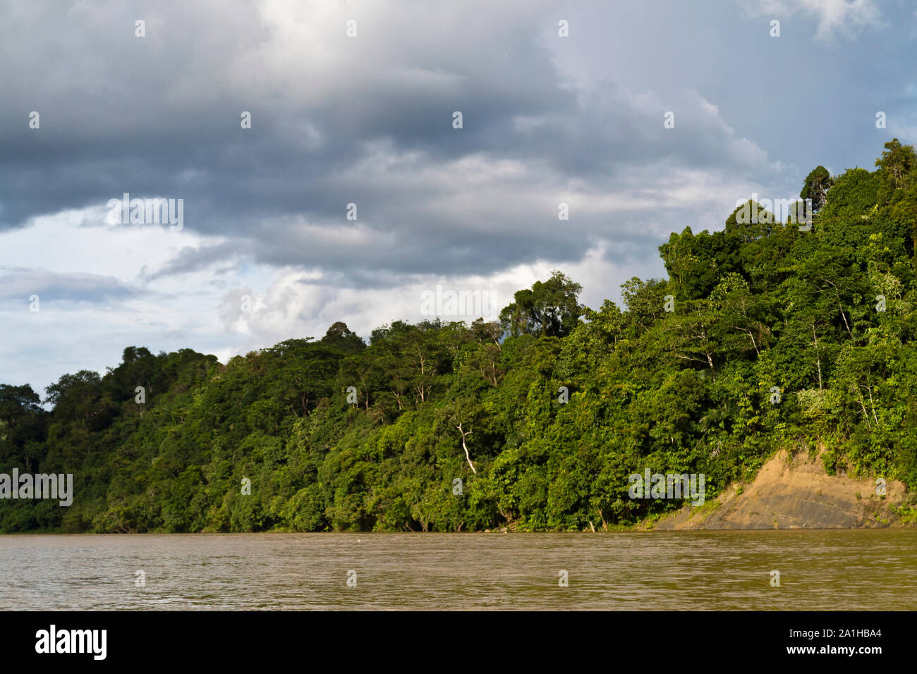 view of rainforest by the edge of Rajang River in Sarawak, Malaysia ...
