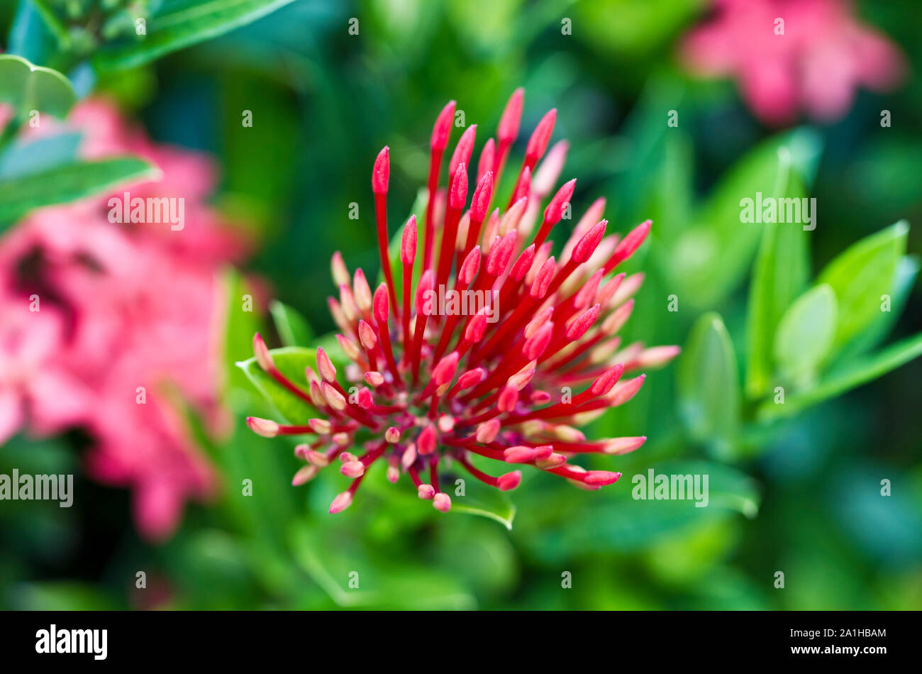 Red Ixora flower buds in the morning light with green blurry background Stock Photo
