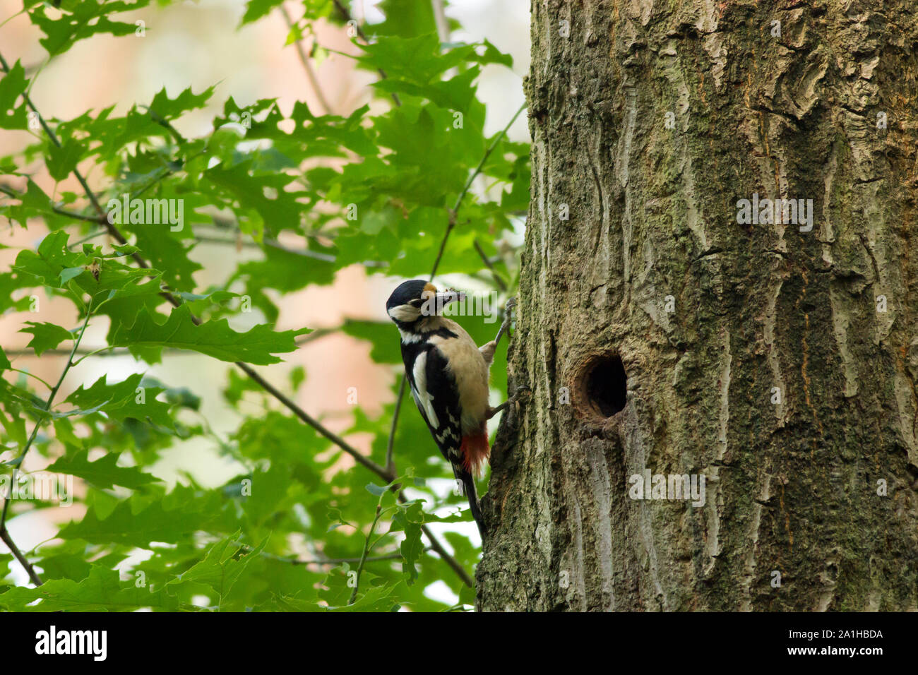 Greatspotted woodpecker bird feeding its young in a hole in a tree Stock Photo Alamy