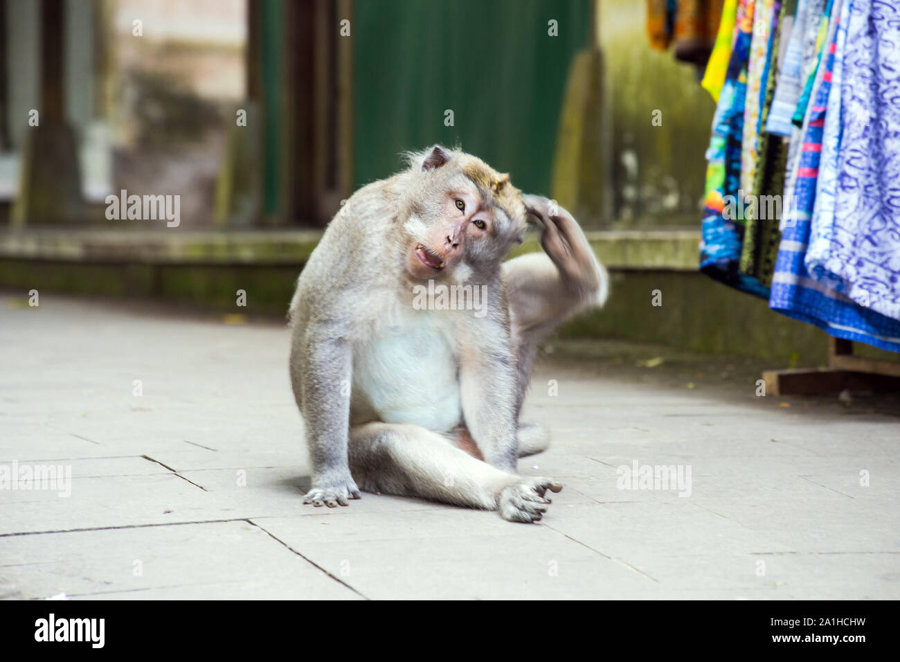 Monkey sitting on cement road. fat monkey is sitting. wildlife Stock Photo