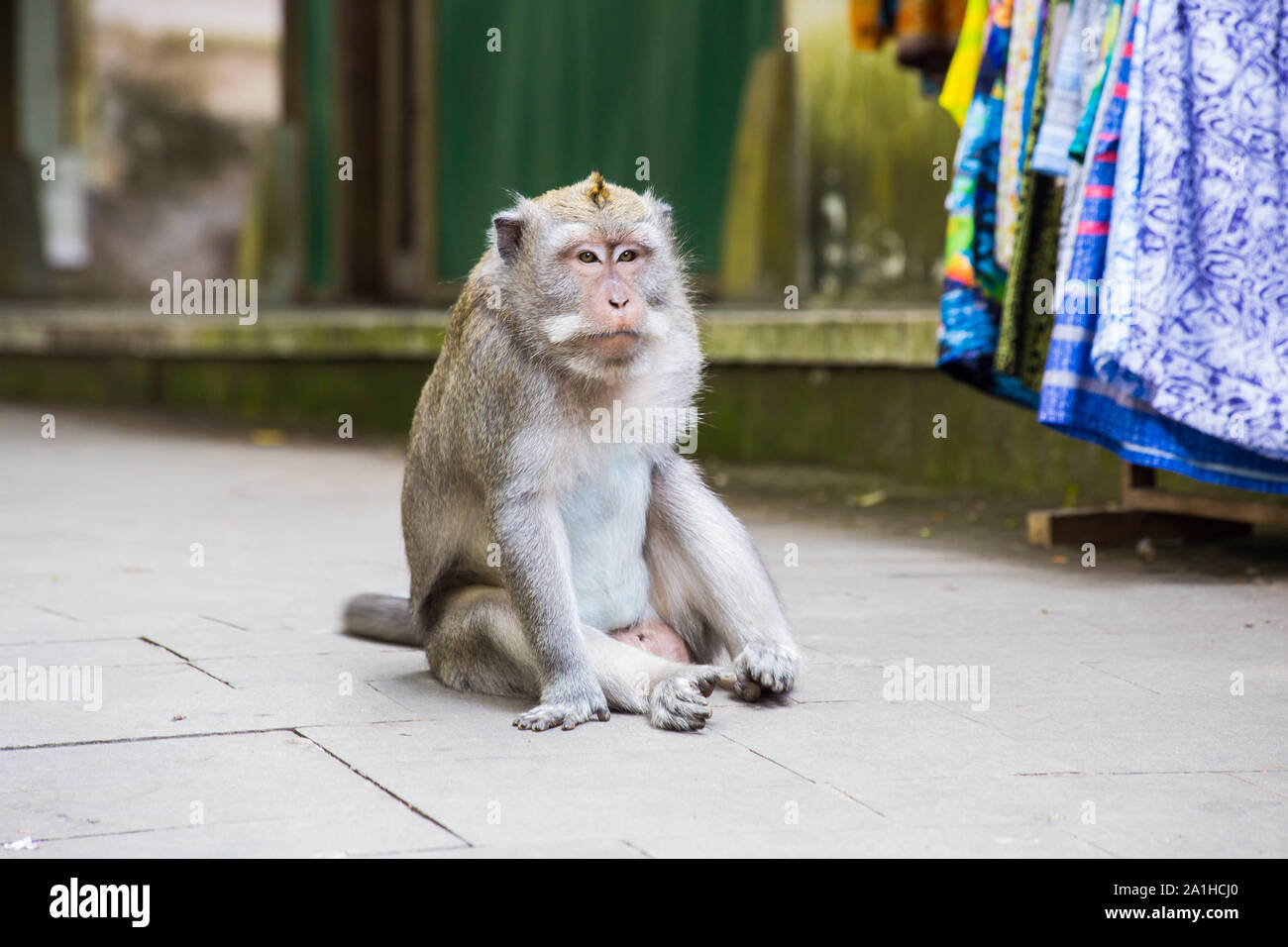 Monkey sitting on cement road. fat monkey is sitting. wildlife Stock Photo