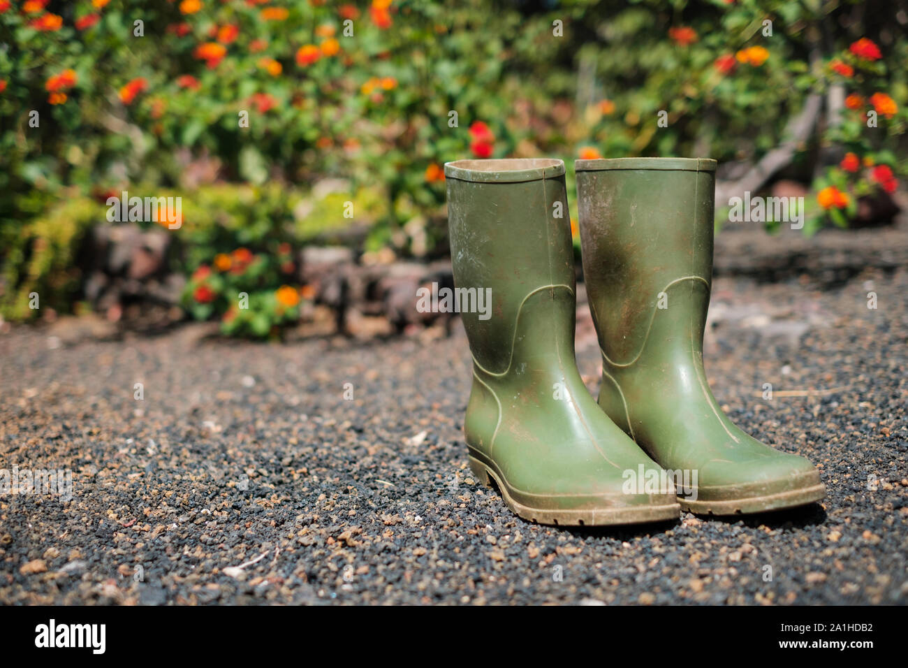 green rubber boots in garden with flower background Stock Photo