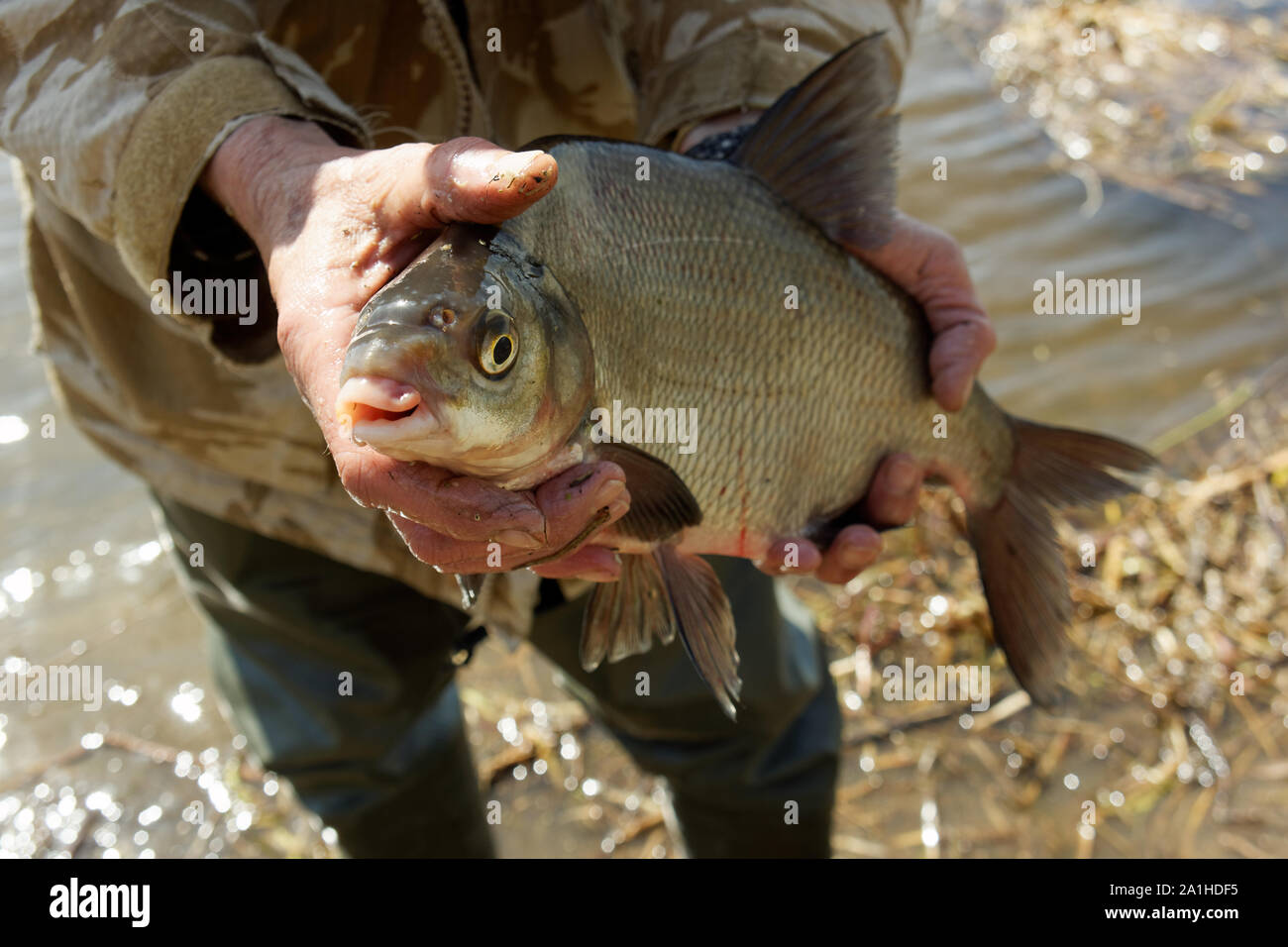 Big bream hi-res stock photography and images - Alamy