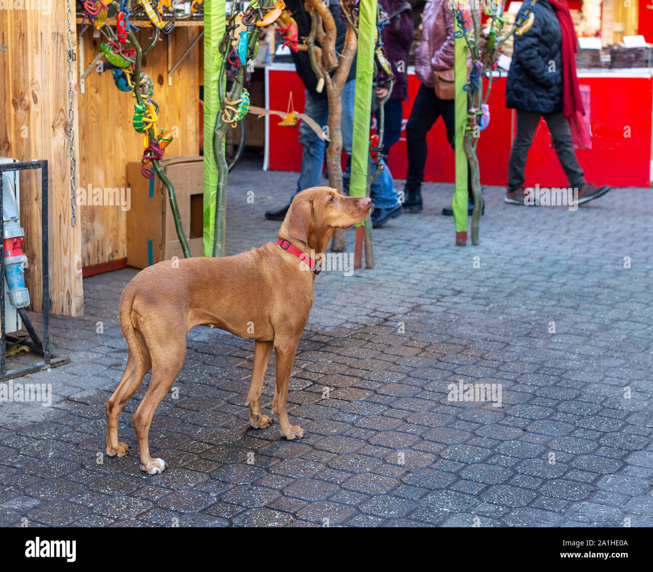 Hungarian Short-haired Pointing Dog (Vizsla) at Christmas market. Lonely dog is waiting for someone, looking Stock Photo