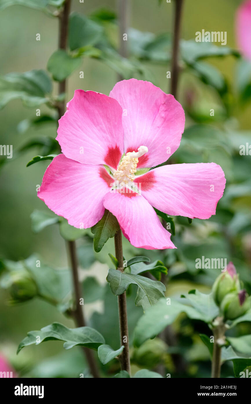 Pink/purple flowers of tree hollyhock, Hibiscus syriacus 'Woodbridge