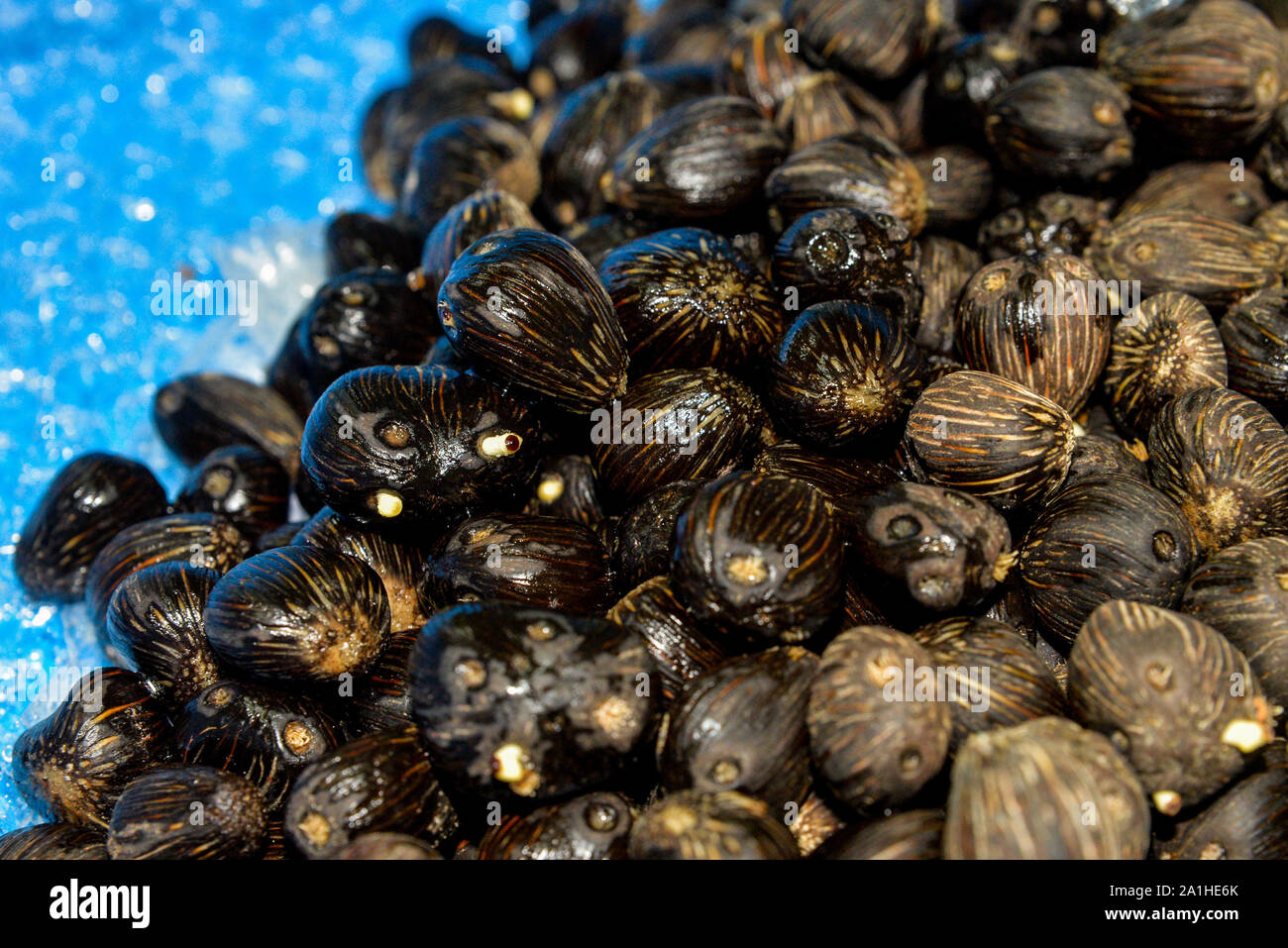 Oil palm geminated seeds with some blurry effect in a plastic tray ready for shorting process in a oil palm seeds production lab. Stock Photo