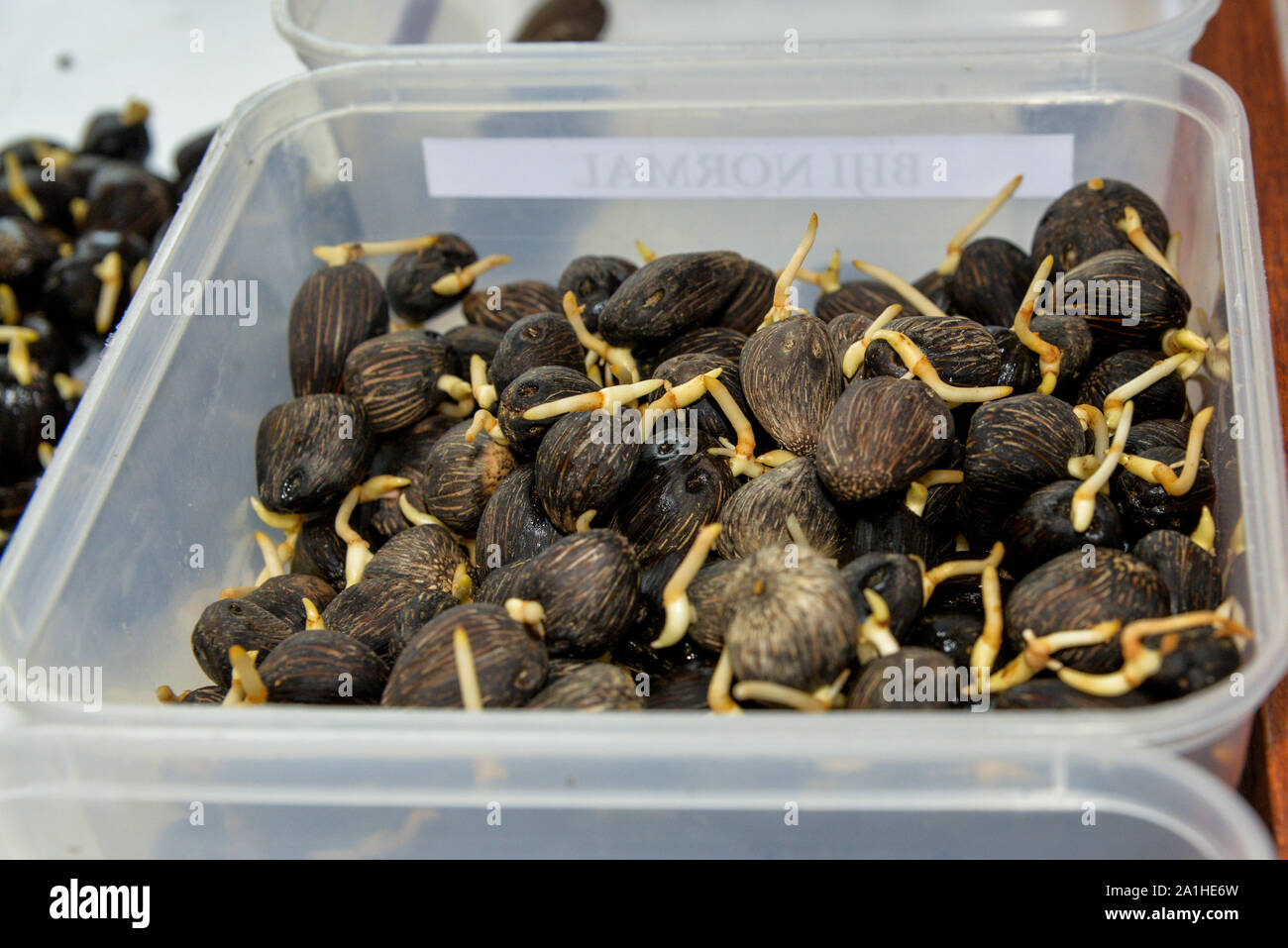 Oil palm geminated seeds with some blurry effect in a plastic tray ready for sell to the costumers. Stock Photo