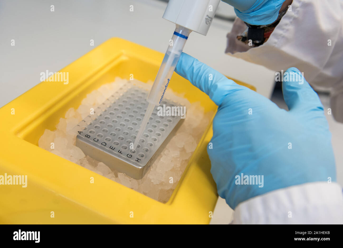 Hamburg, Germany. 25th Sep, 2019. A biological-technical assistant pipettes DNA onto a storage plate in a molecular biological research laboratory at the University Hospital Hamburg Eppendorf (UKE). Scientists at the UKE want to find out more about the causes of cardiovascular diseases through a detailed analysis of the genetic material. Credit: Daniel Bockwoldt/dpa/Alamy Live News Stock Photo