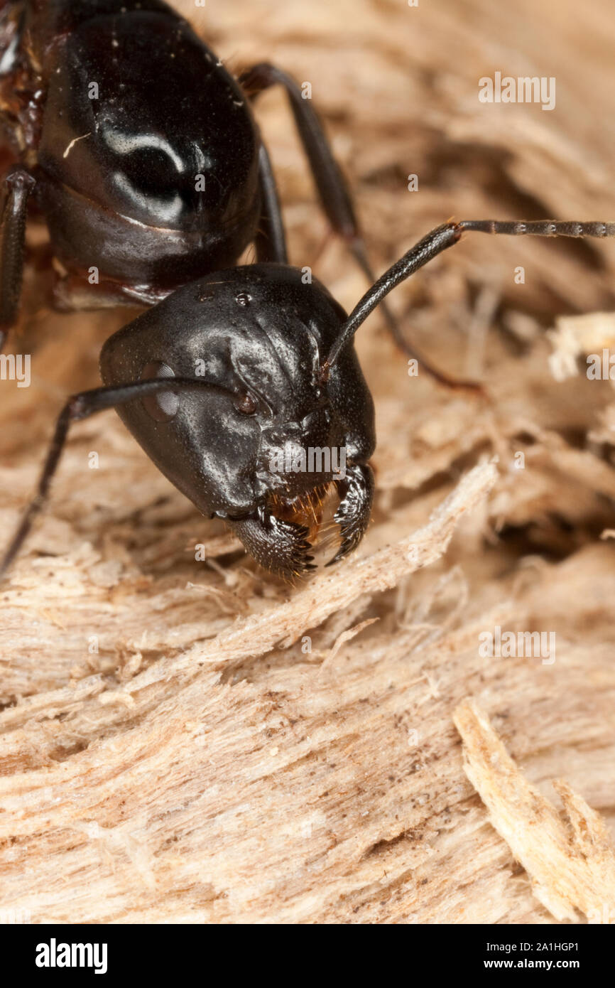 ameisen-k-nigin-hi-res-stock-photography-and-images-alamy