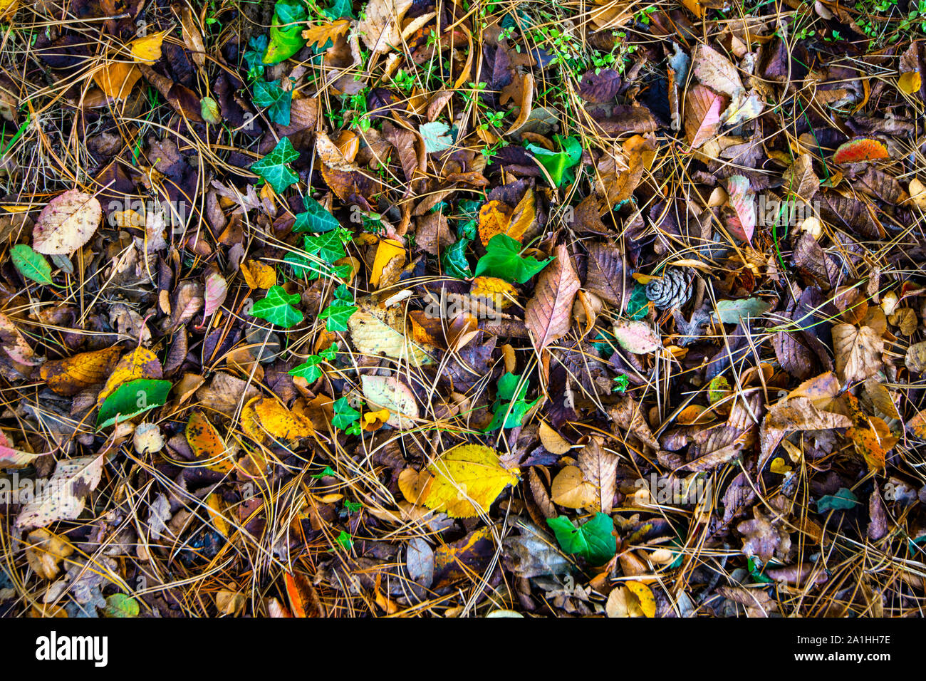 Forest floor poster background of woodland in Westfield, East Sussex, England Stock Photo