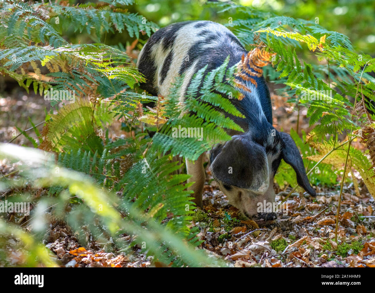 pannage pig in the forest let out to roam free to eat the acorns , greenery in background  selective focus to ad copyspace Stock Photo