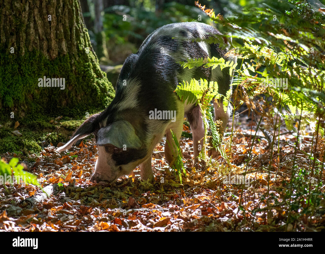 pannage a pig being let free to eat acorns in the woods or forest selective background to ad copyspace Stock Photo