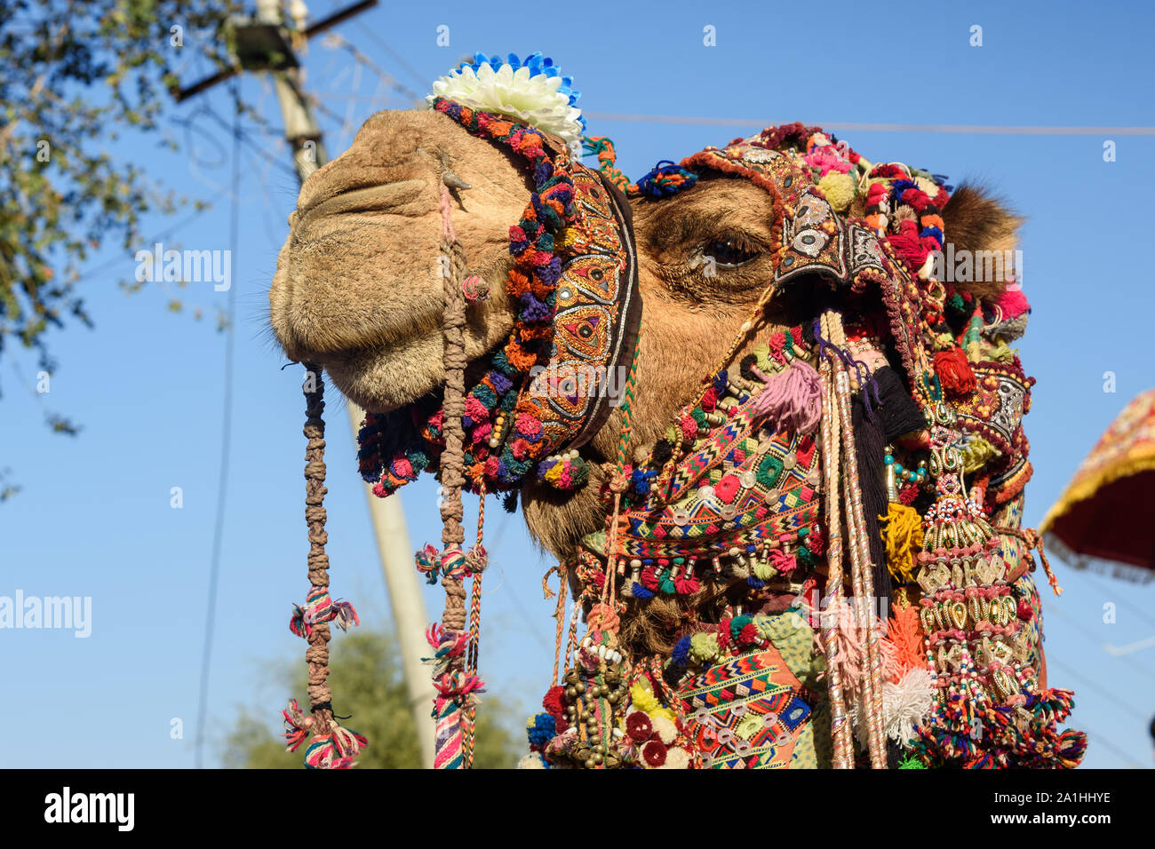 Head Of Camel Decorated With Colorful Tassels Necklaces And Beads