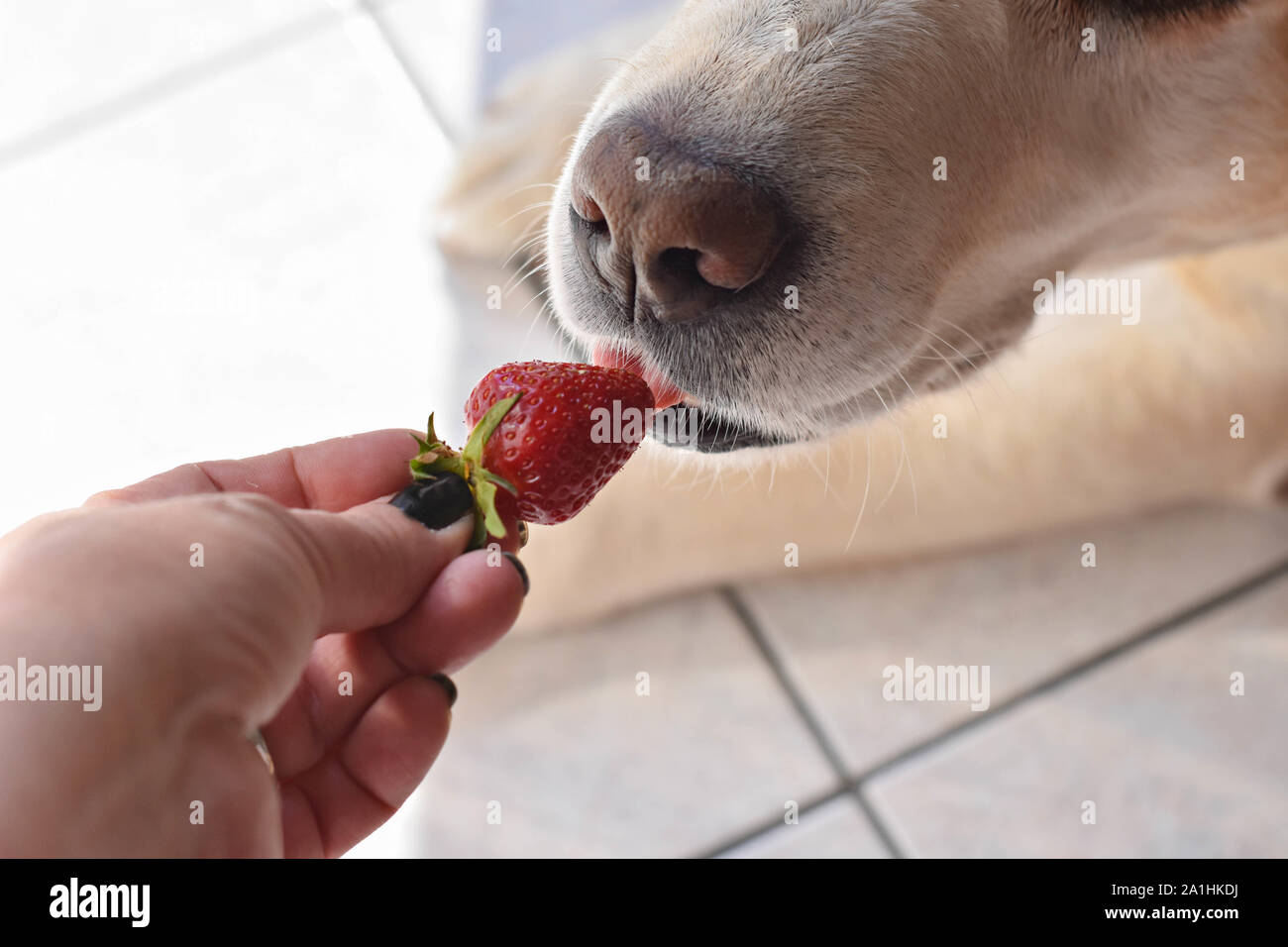 White Labrador retriever dog eating a strawberry fruit from owners hand