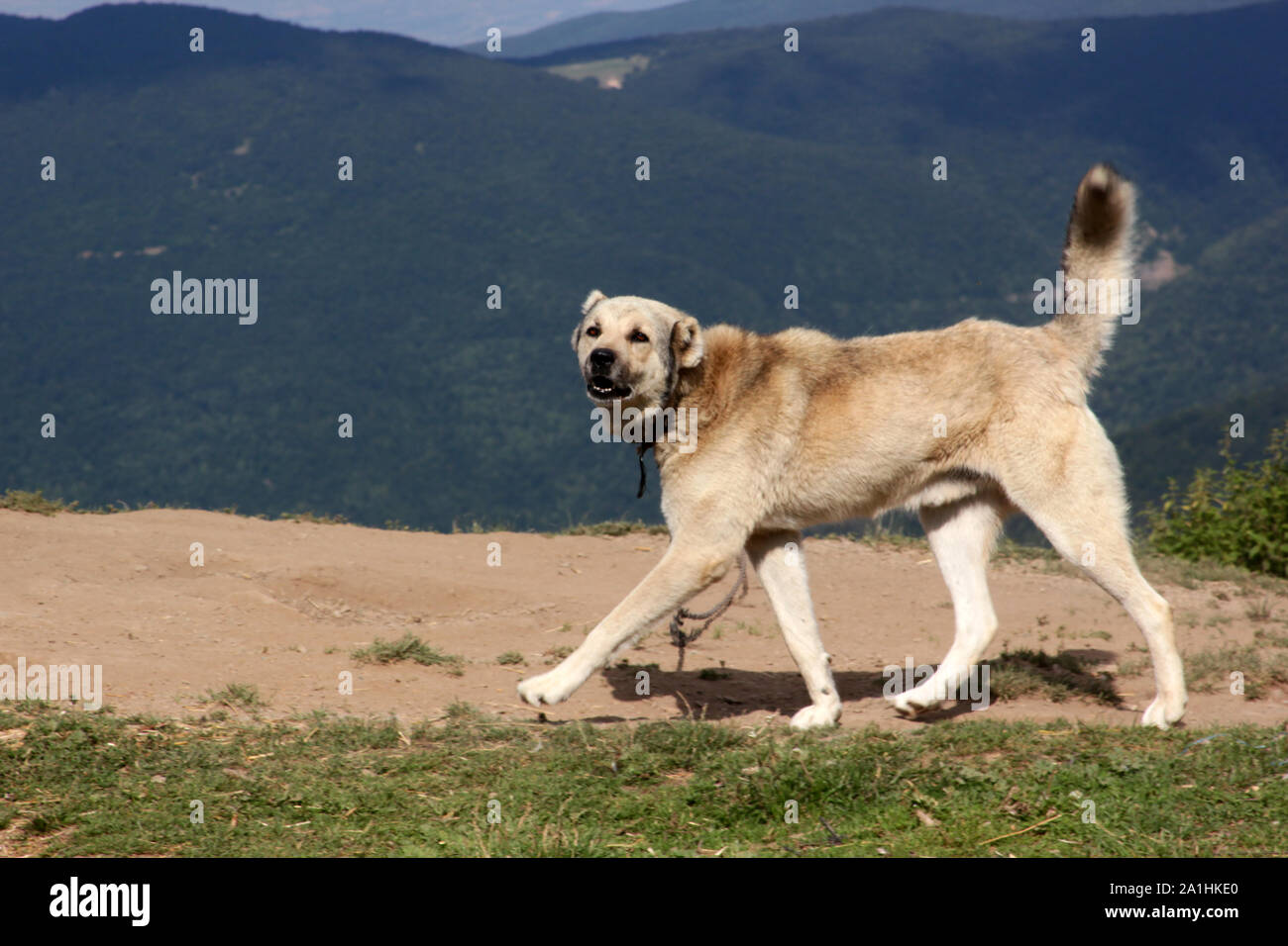 Aggressive Anatolian Shepherd Dog - Sivas Kangal. Stock Photo