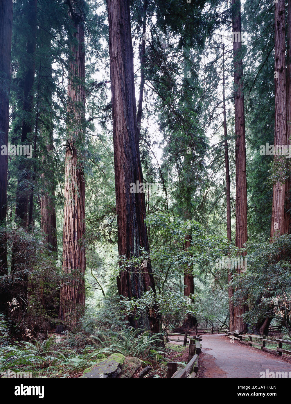 Muir Woods, California Stock Photo Alamy