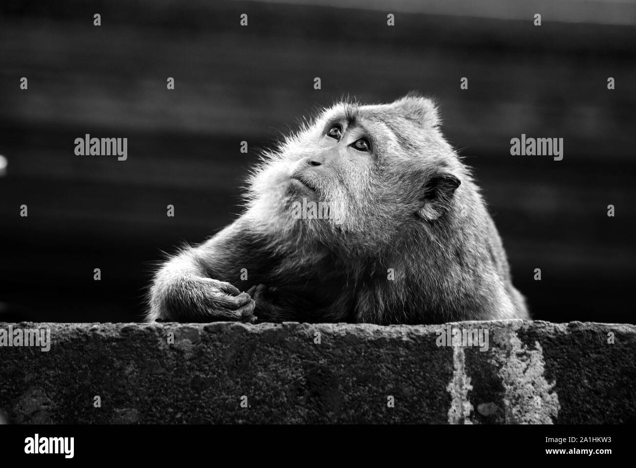 Portrait of monkey in the wild in Bali jungle, black and white Stock Photo