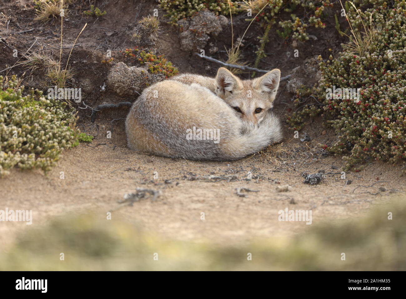 Patagonian Fox Stock Photo