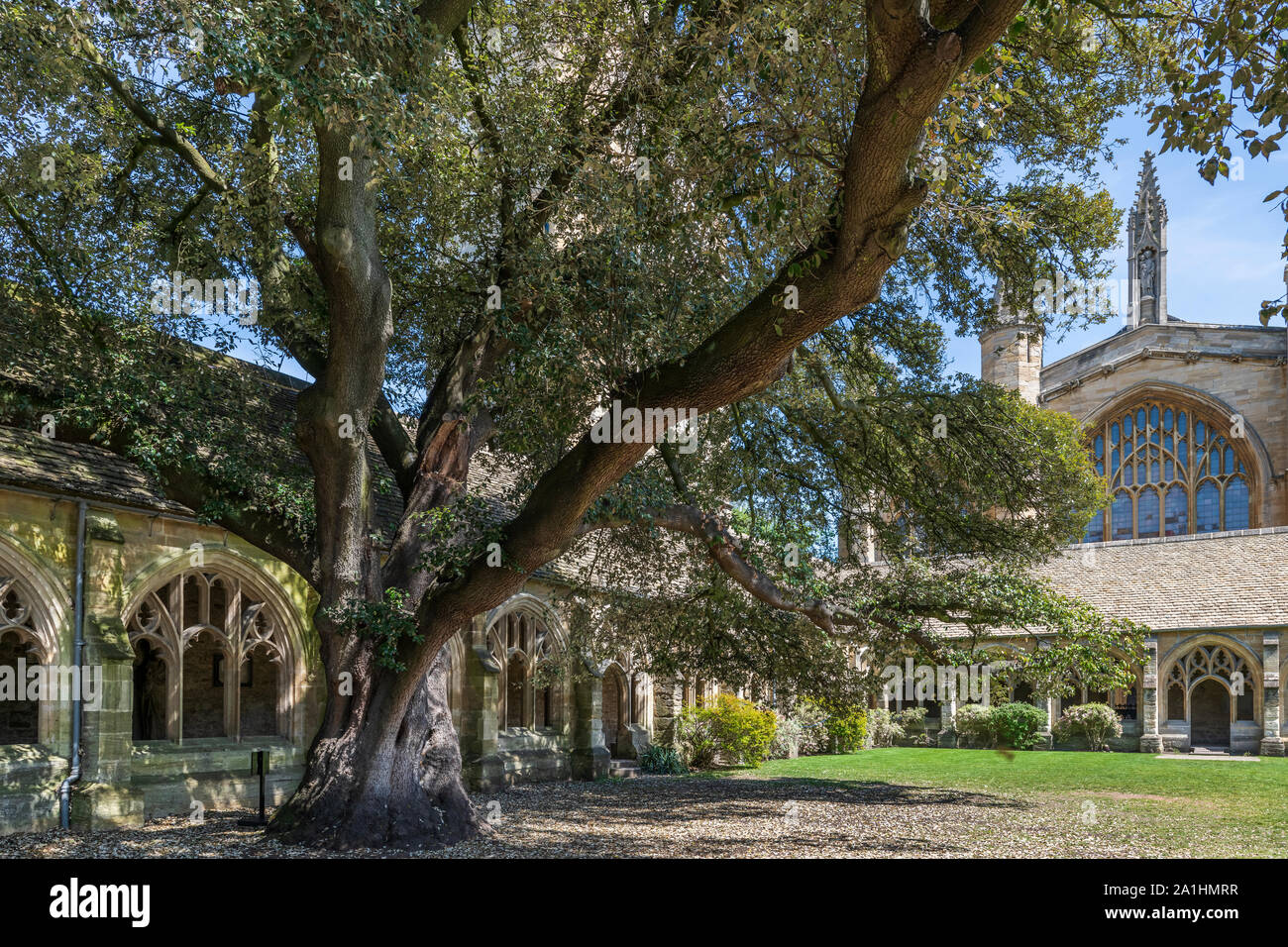 The distinctive tree in the New College Cloisters, used as a location for the famous Harry Potter films. The cloisters are located just off the Front Stock Photo