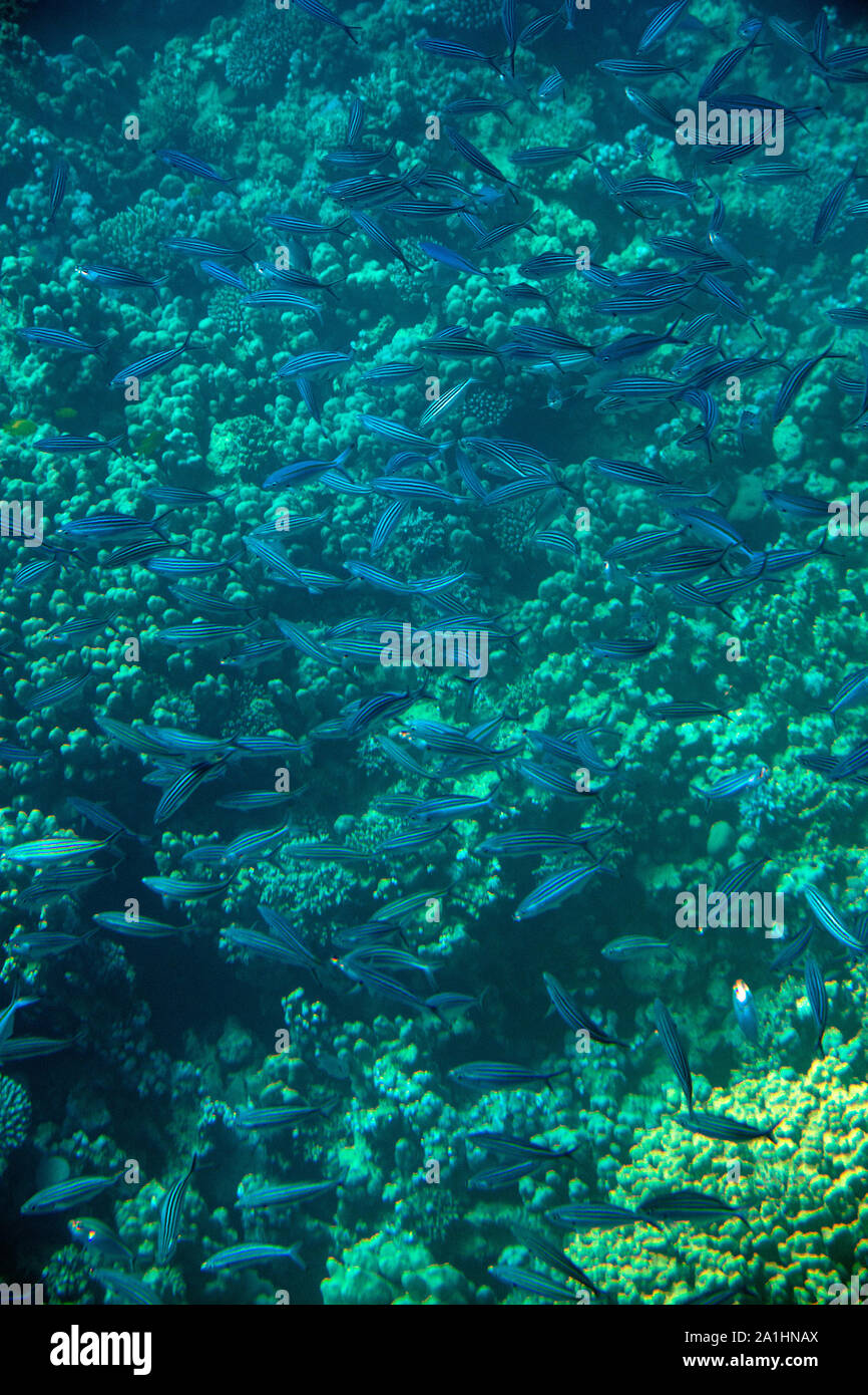 Flock of small blue longitudinal striped fishes in clean water of red sea. Live texture is looking like a wallpaper Stock Photo