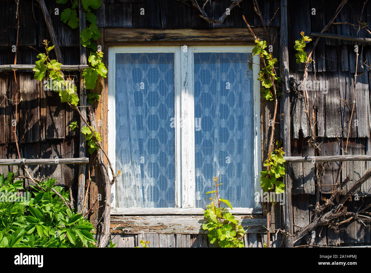 Old window and clapboards from an abandoned farmhouse overgrown with vegetation Stock Photo