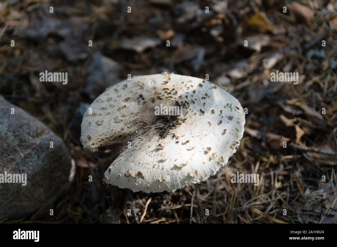 Cracked mushroom. Stock Photo