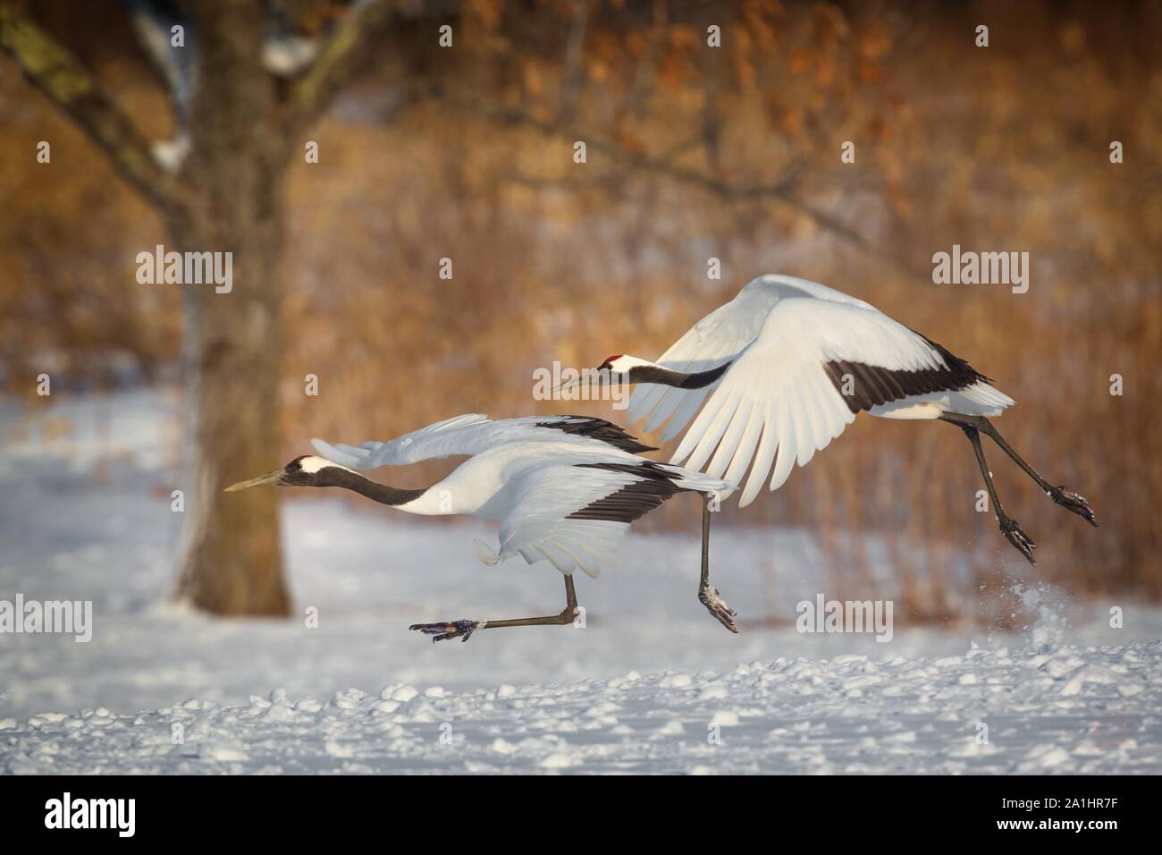 Red Crowned crane Stock Photo - Alamy
