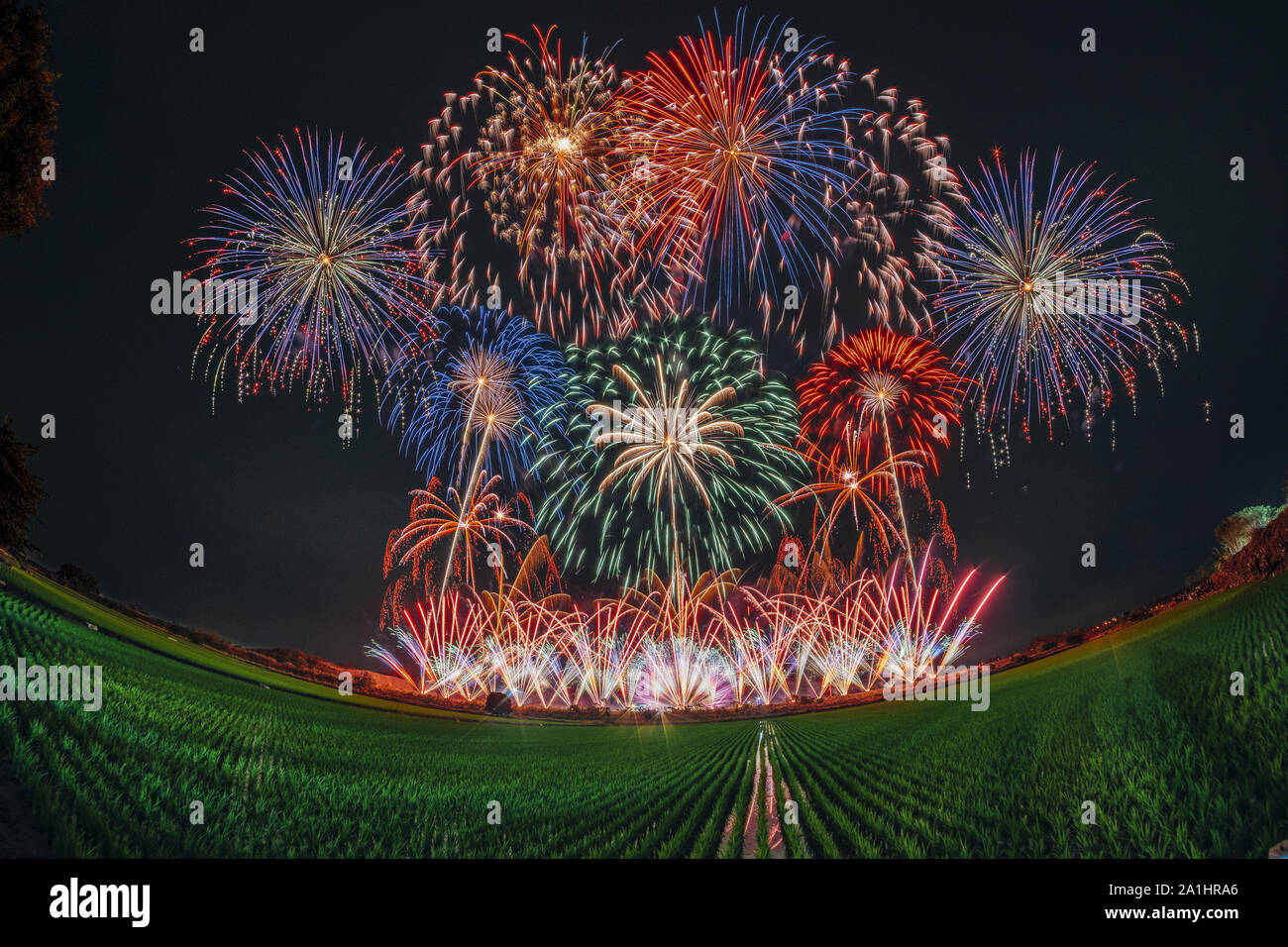 Beautiful firework at the night upon the rice paddy field Stock Photo