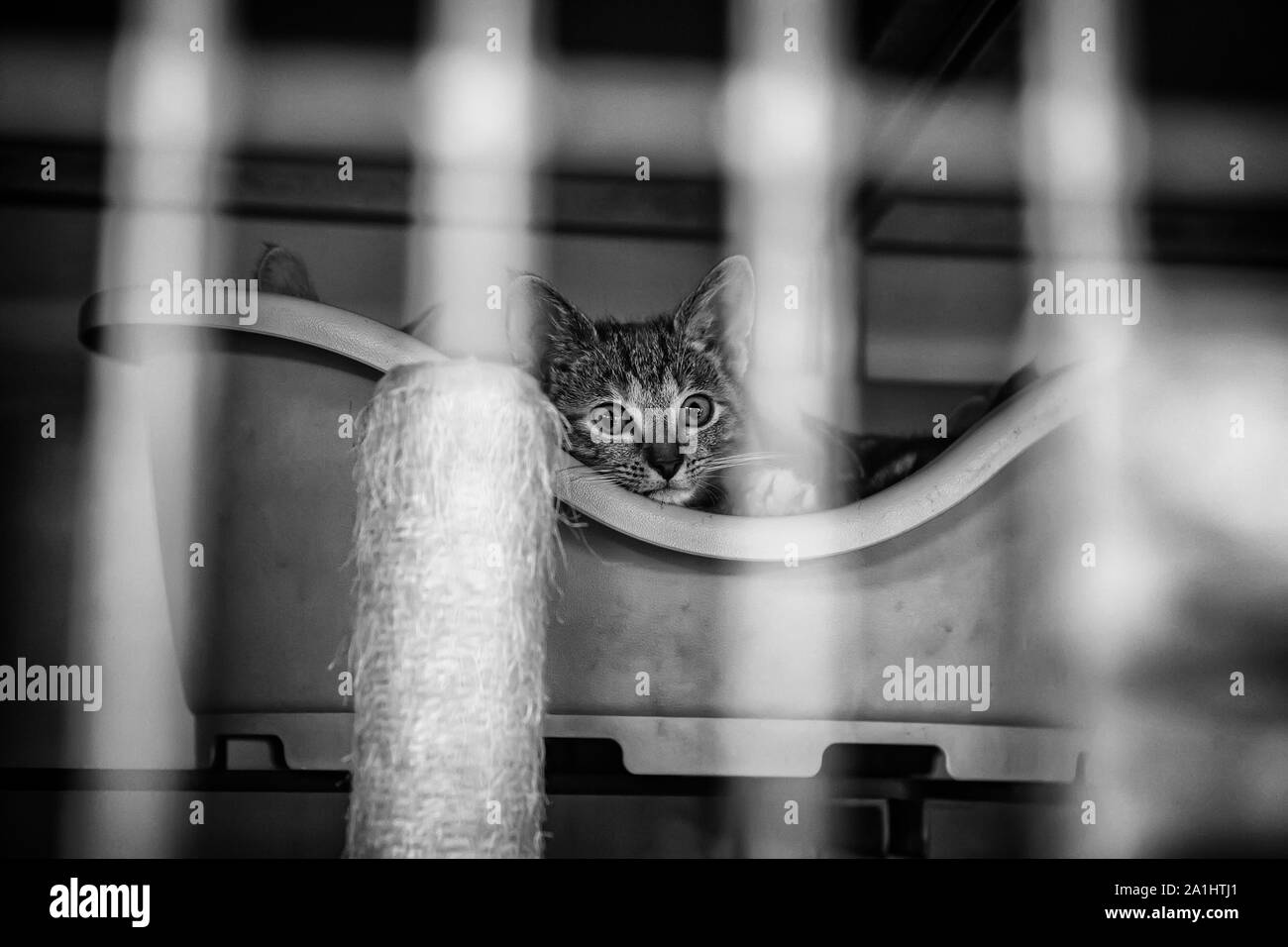 Abandoned cats in shelter, shelter detail on an Amsterdam ship Stock Photo