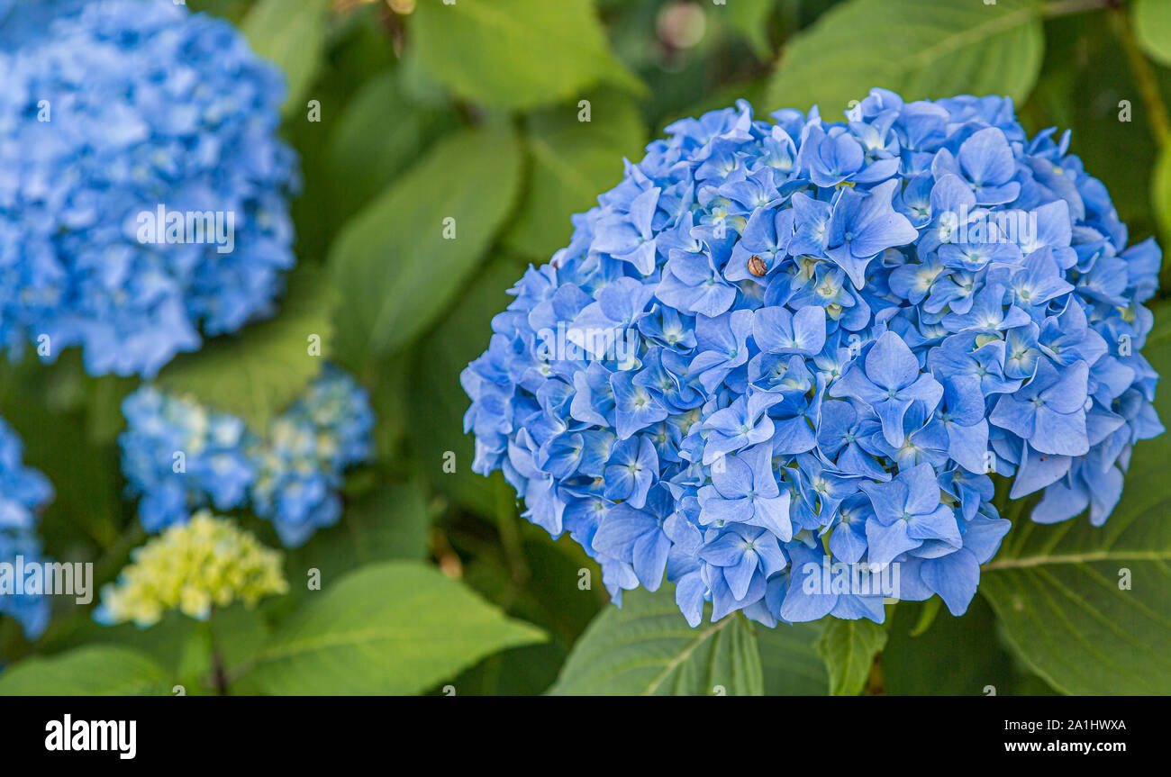 Beautiful blue hydrangea shrub blooming in the summer Stock Photo