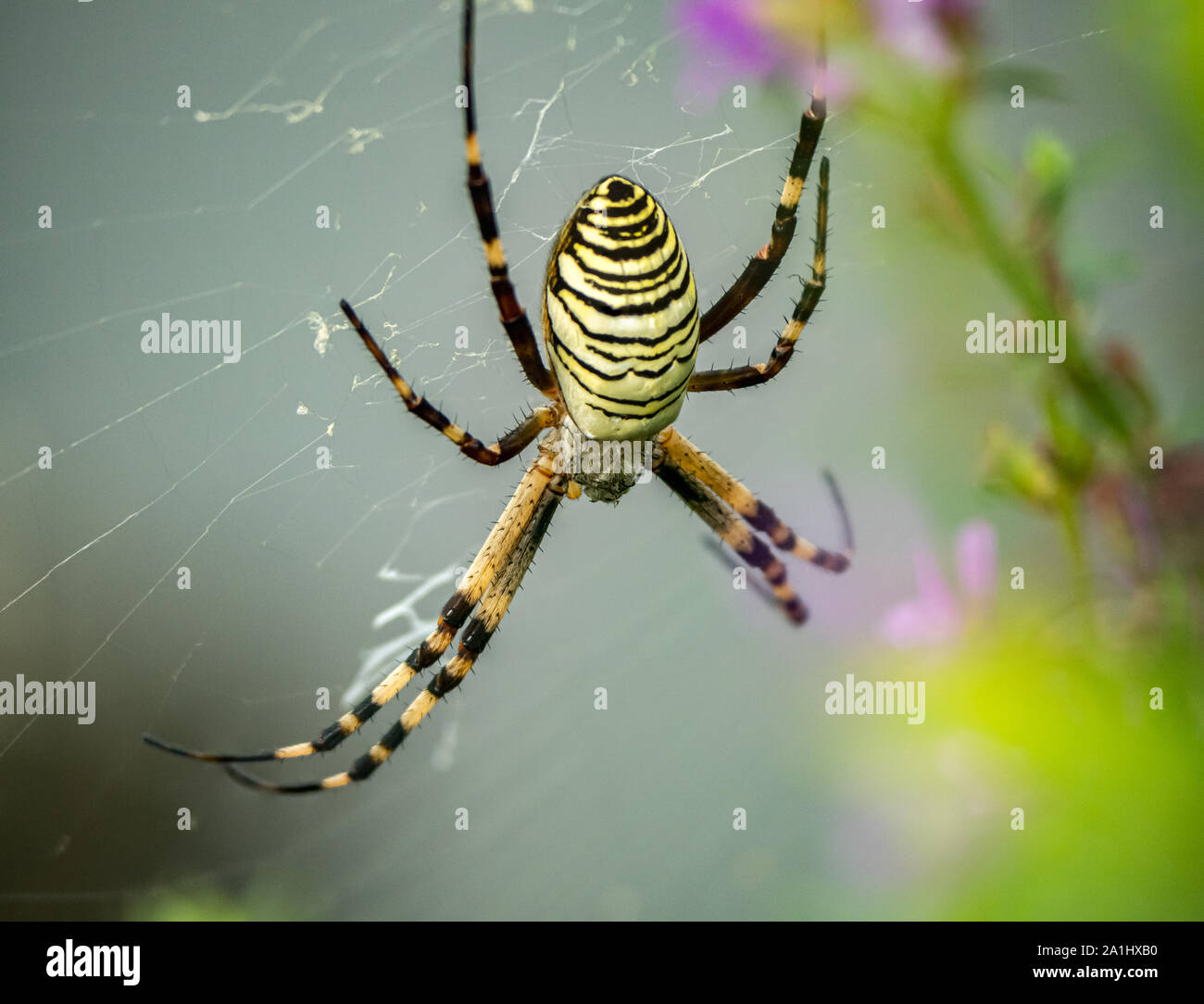 A wasp spider -Argiope bruennichi- rests in its web in a Japanese park. Stock Photo