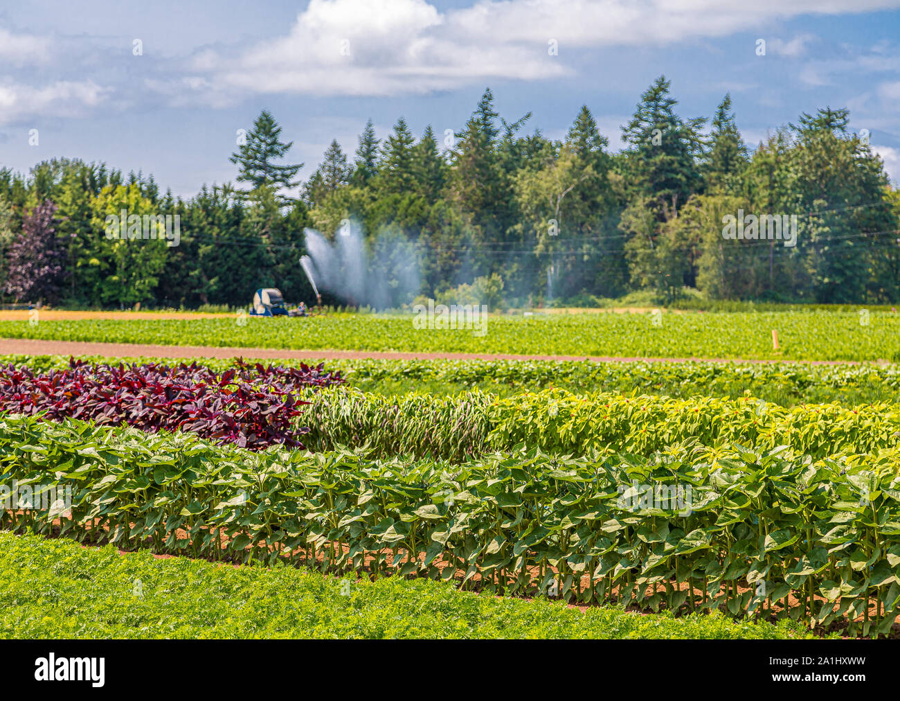 An irrigation system Watering Shrubs in Nursery in the Pacific Nothwest Stock Photo Alamy