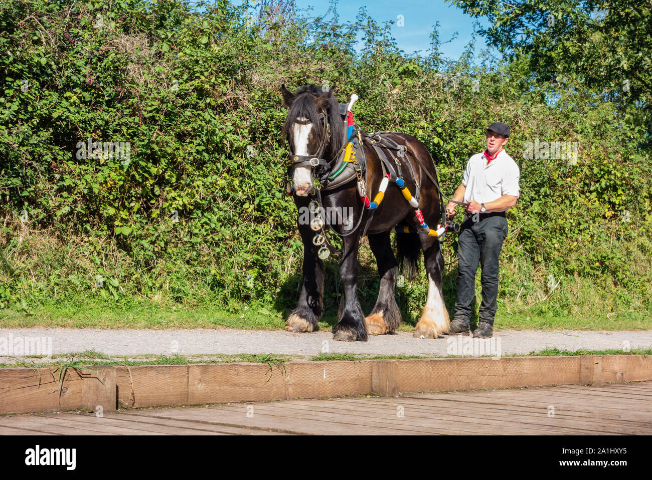 Shire Horse and Horseman Handler on the towpath of the Grand Western