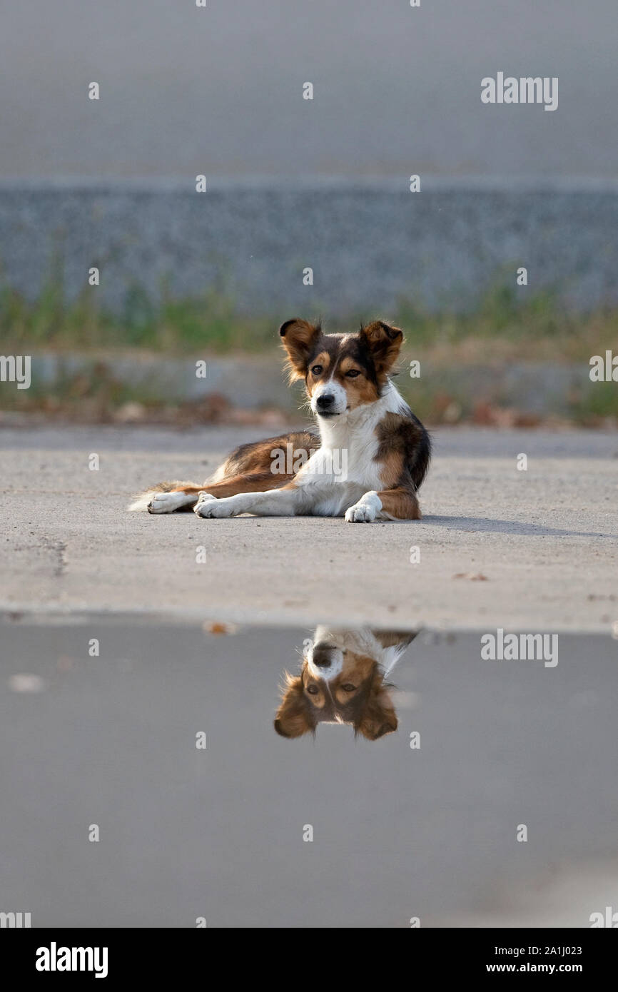 Dog (Canis lupus familiaris) Stock Photo
