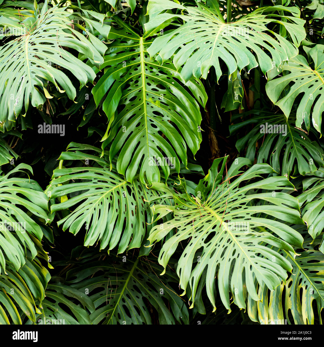 Monstera deliciosa,  the ceriman, The specific epithet deliciosa means 'delicious', referring to the edible fruit, while monstera means 'monstrous,' Stock Photo
