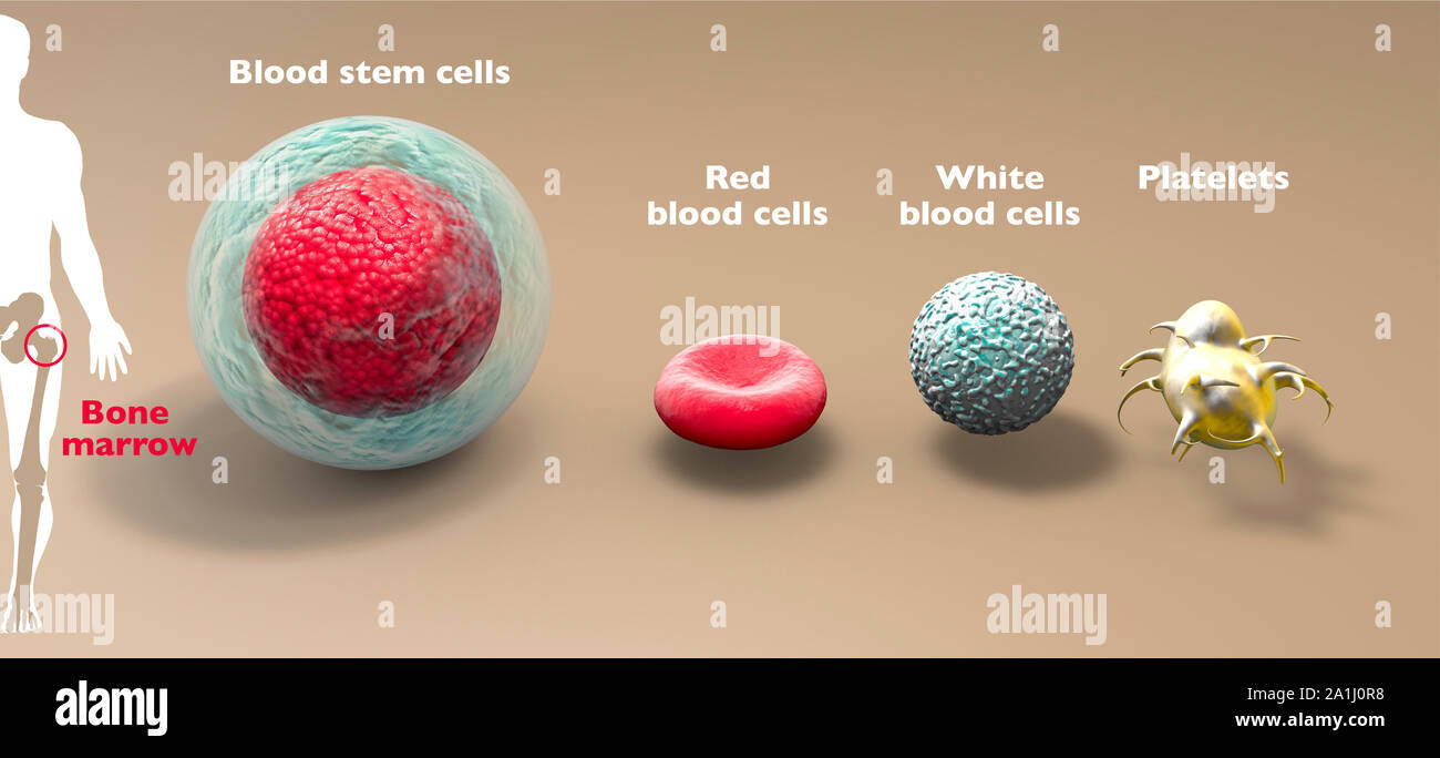 Blood stem cell is an immature cell that can develop into all types of blood cells (white blood cells, red blood cells, platelets). Bone marrow Stock Photo