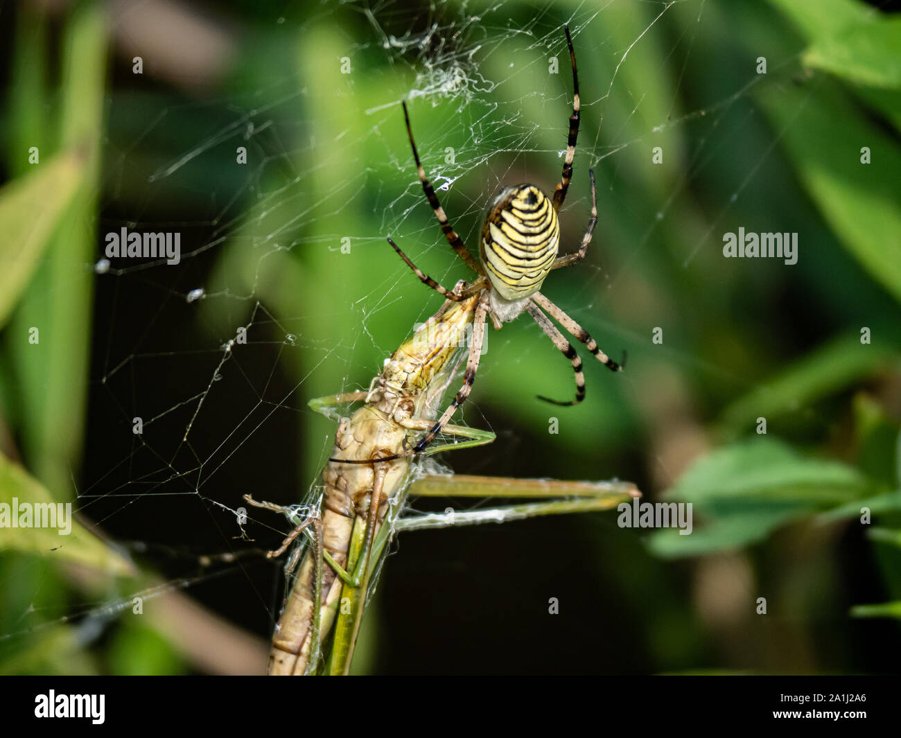 A large argiope amoena spider sits in its web feeding on a grasshopper that recently blundered into its web. Stock Photo
