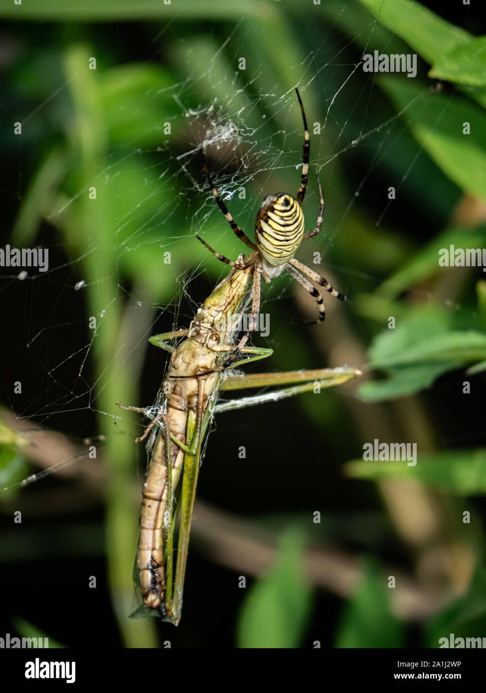 A large argiope amoena spider sits in its web feeding on a grasshopper that recently blundered into its web. Stock Photo