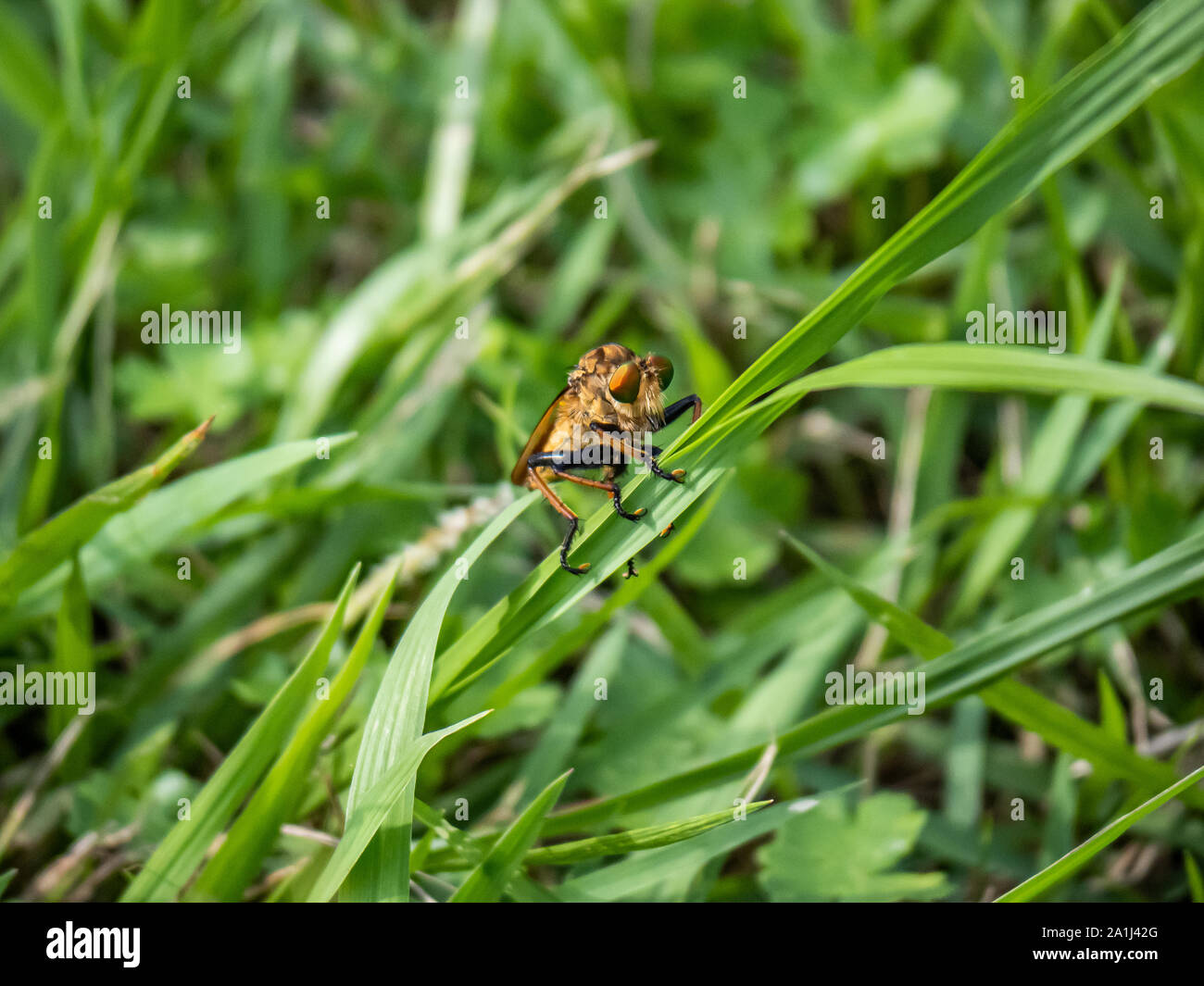 Japanese Insects Rural Rice Area Green rice grass insects hi-res stock photography and images - Alamy
