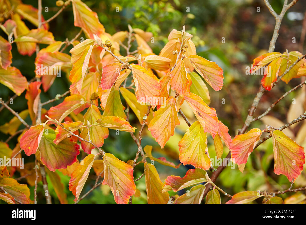 Colorful autumn leaves on a Witch Hazel,in a garden. Stock Photo