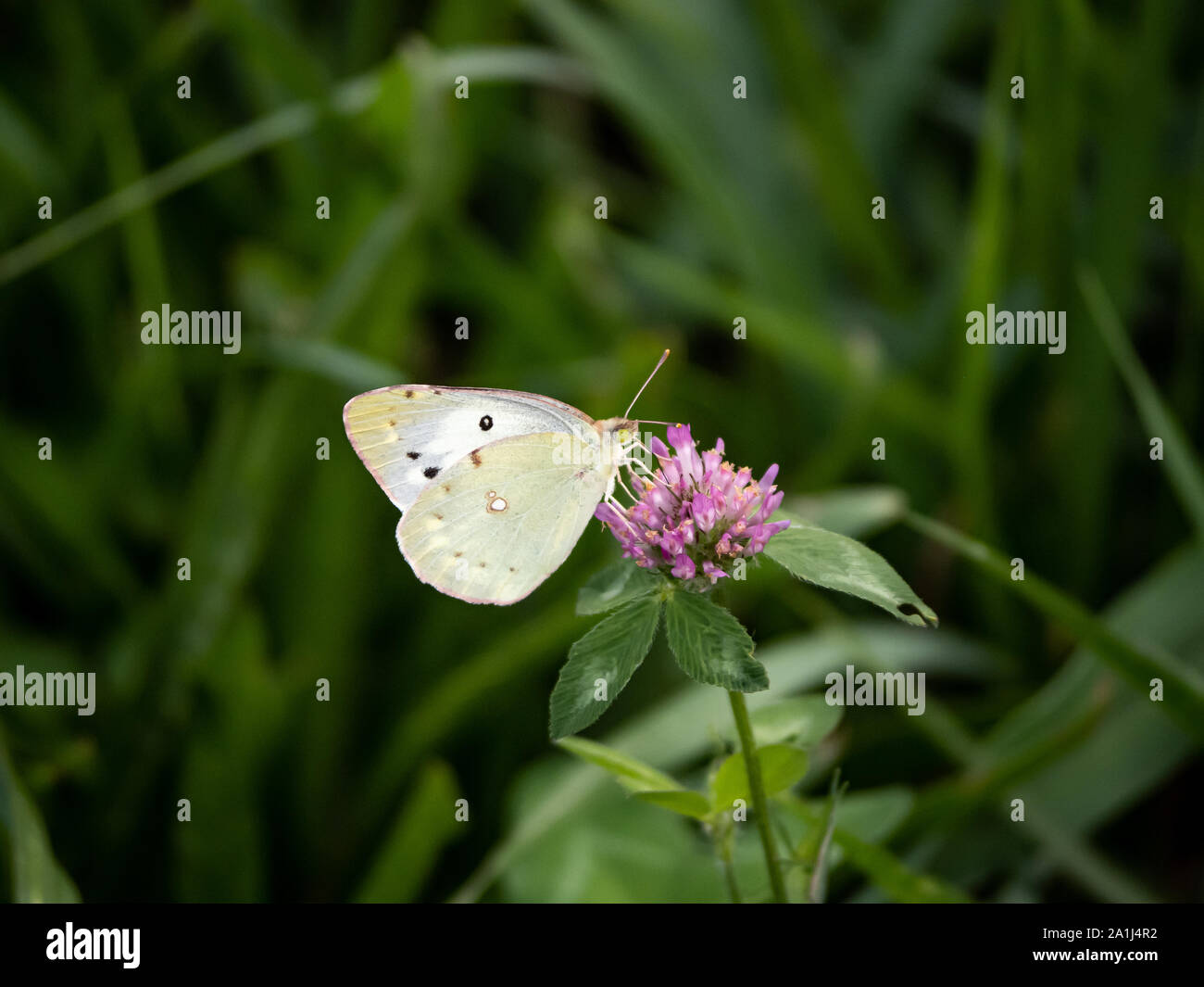 A variety of clouded pale yellow butterfly, possibly Colias erate, feeds from clover buds along a small mountain stream in Japan. Stock Photo