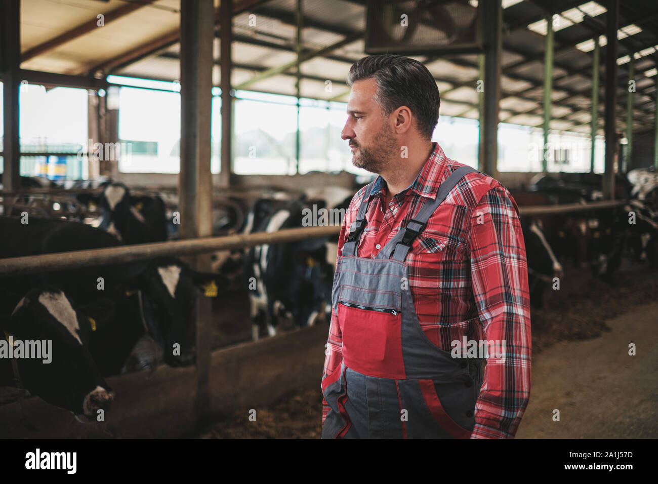 Farmer in a cowshed on a dairy farm Stock Photo - Alamy