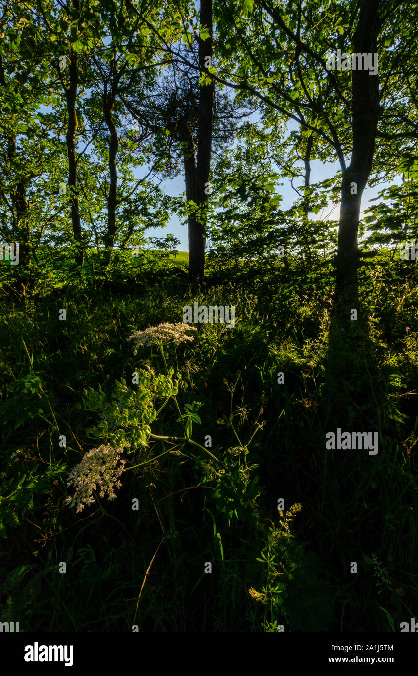 Woodland scenes in Dumfries and Galloway Scotland UK Stock Photo Alamy