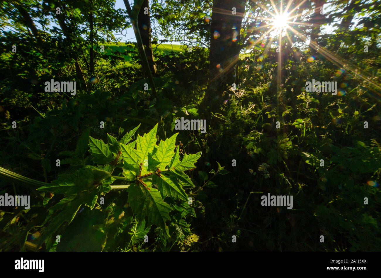 Woodland scenes in Dumfries and Galloway Scotland UK Stock Photo Alamy