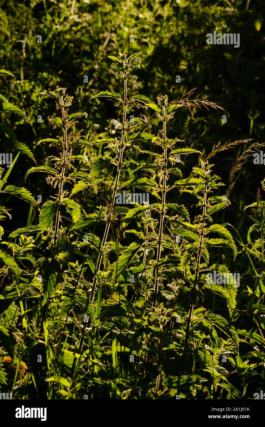 Close-up of nettles in Dumfries and Galloway Scotland UK Stock Photo