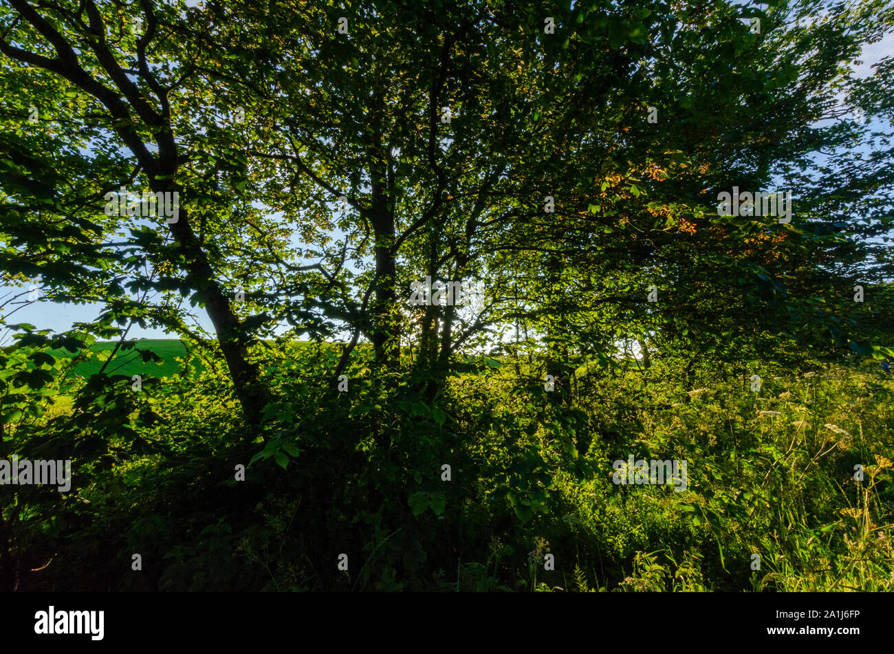 Woodland scenes in Dumfries and Galloway Scotland UK Stock Photo Alamy