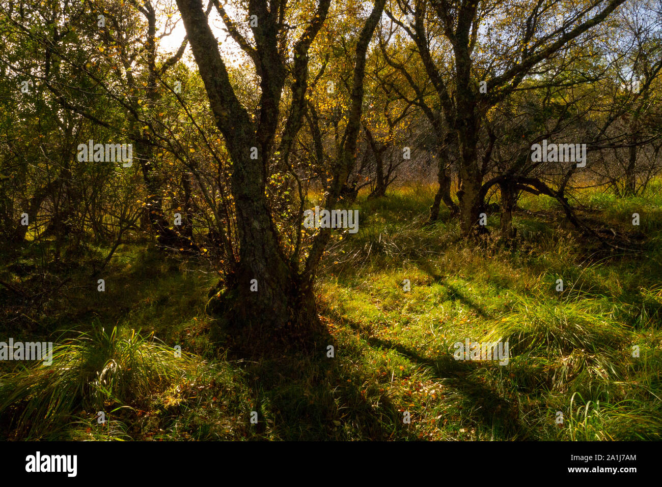 Forest scenic in Sutherland Scotland UK Stock Photo