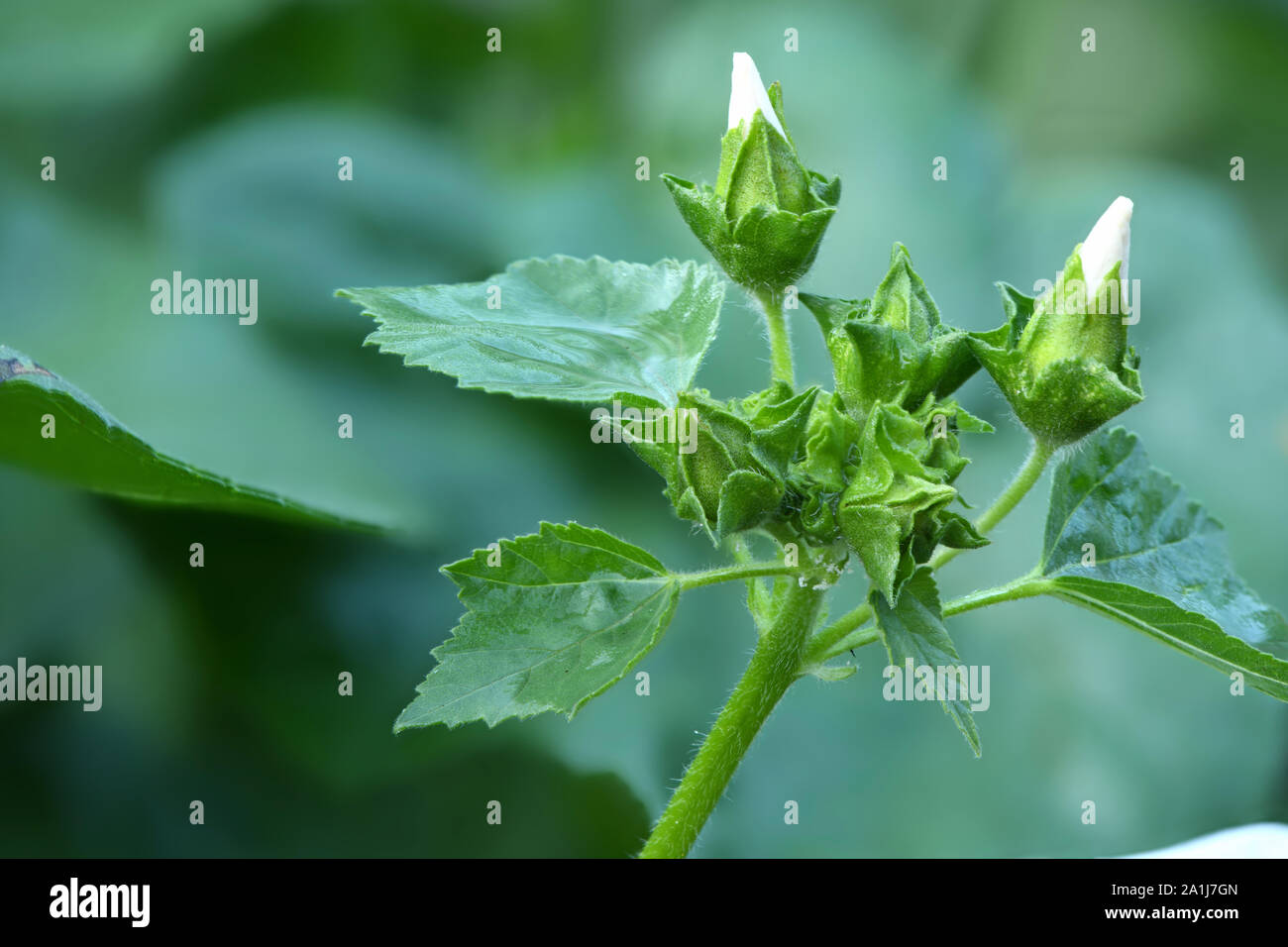 White colored сonvolvulus arvensis, beautiful flower blooming in the garden. High resolution photo. Full depth of field. Stock Photo