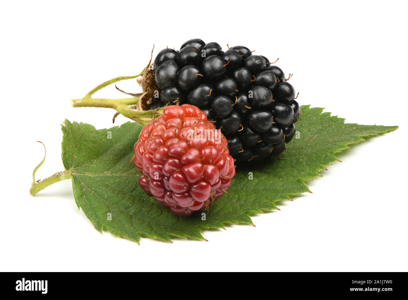 Under Ripe Blackerry Ripe and unripe blackberry isolated white background. High resolution ...