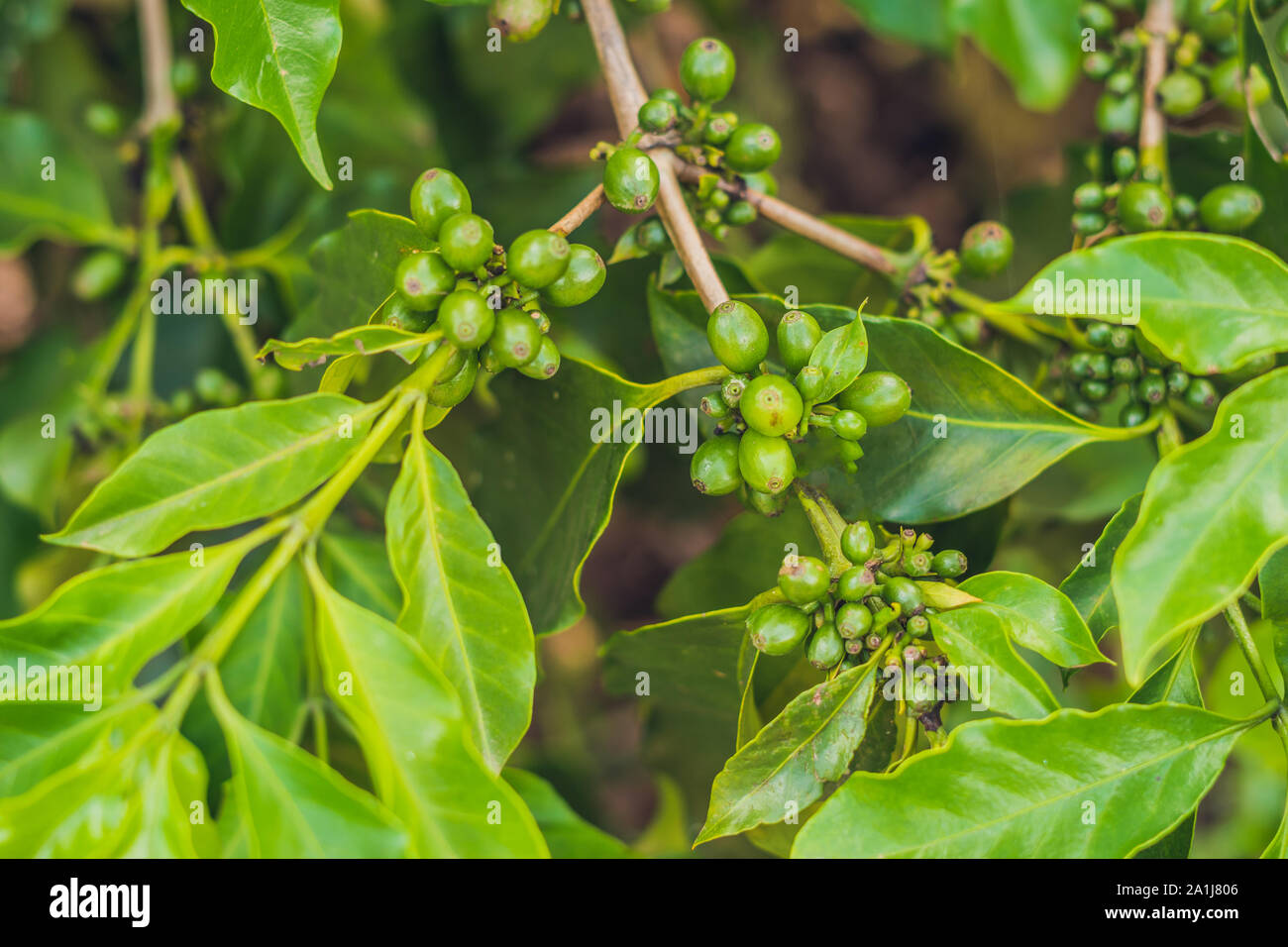 Unripe coffee beans on stem in Vietnam plantation. Stock Photo